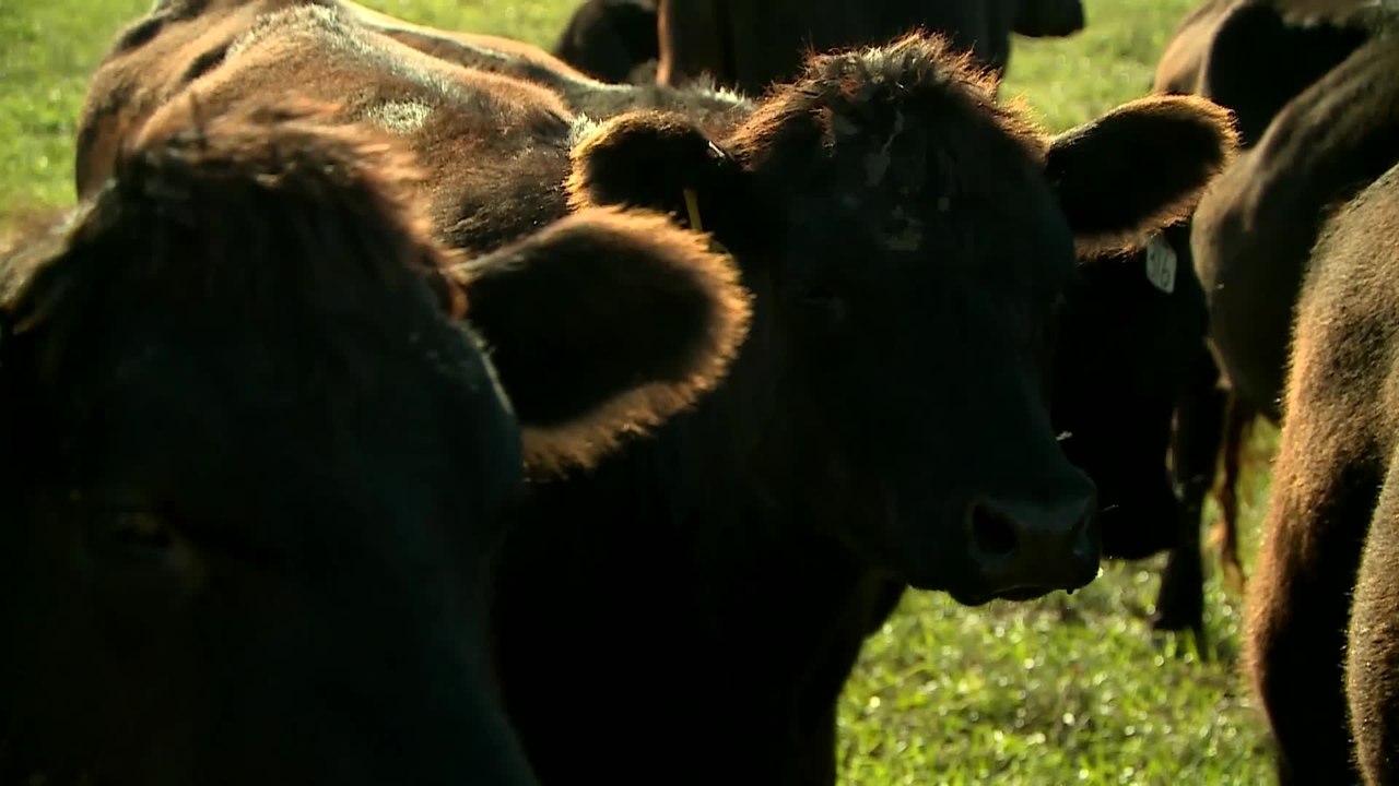 Code of Survival - Clip 04 (Deutsch) HD