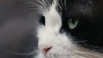 Kedi Von Katzen und Menschen - Clip Die SchÃ¶nheit der Katzen (Deutsch) HD