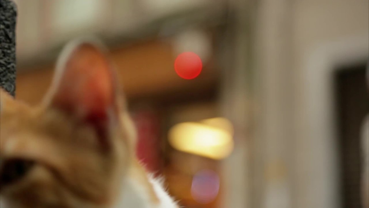 Kedi Von Katzen und Menschen - Clips Sari versorgt ihre Jungen (Deutsch) HD