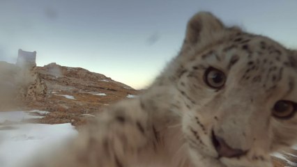 Snow Leopard Ghost Of The Mountains - Trailer (English) HD