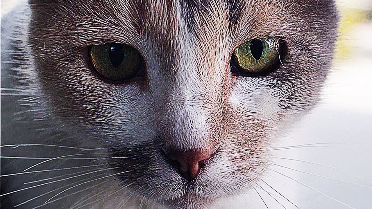 Kedi Von Katzen und Menschen - Trailer (Deutsch) HD