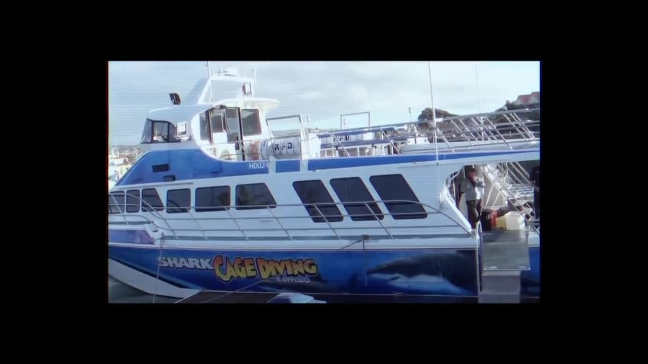 Open Water 3: Cage Dive - Clip News Report (English) HD