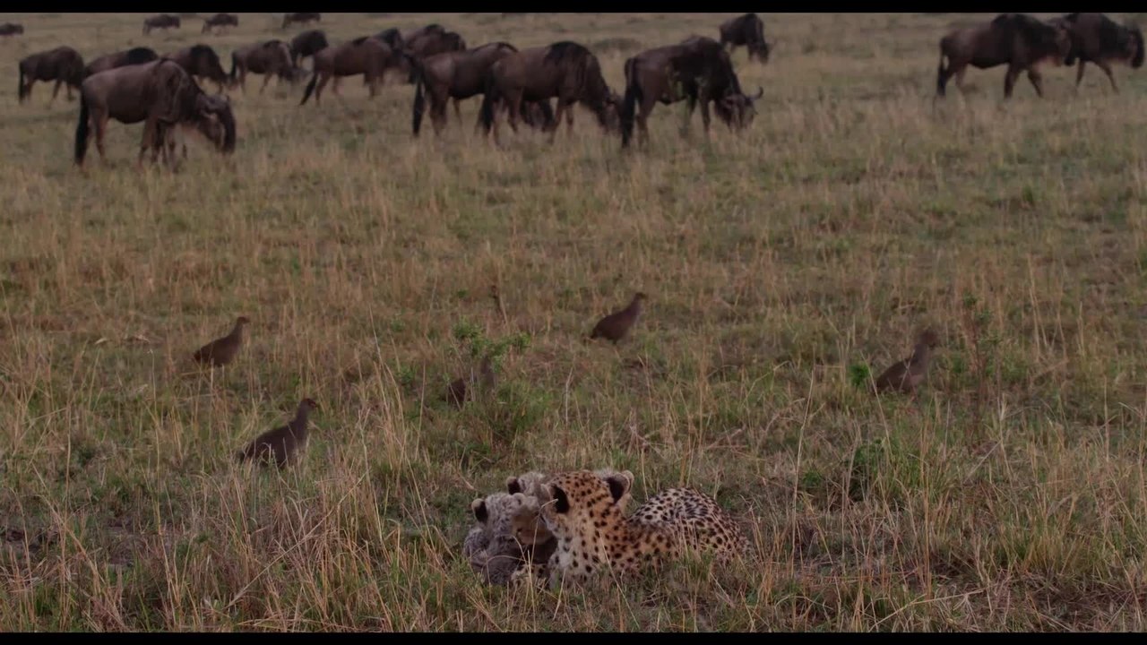 Maleika - Clip 03 (Deutsch) HD