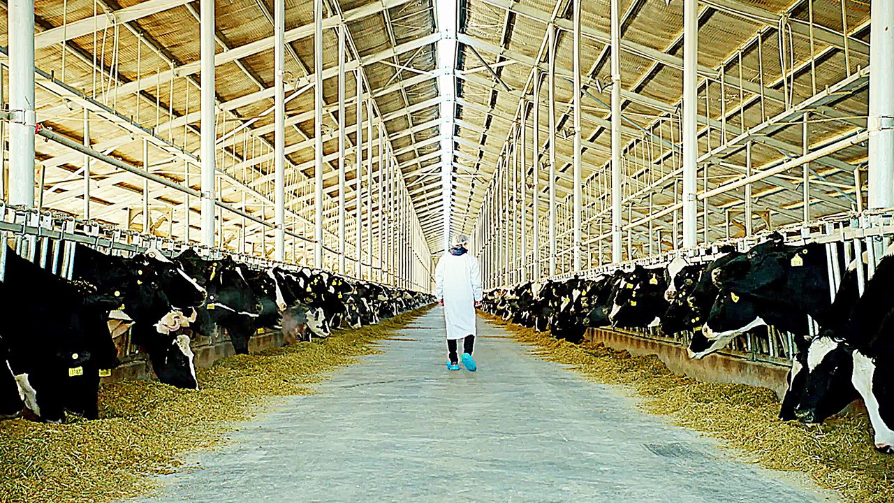 Das System Milch - Trailer (Deutsch) HD