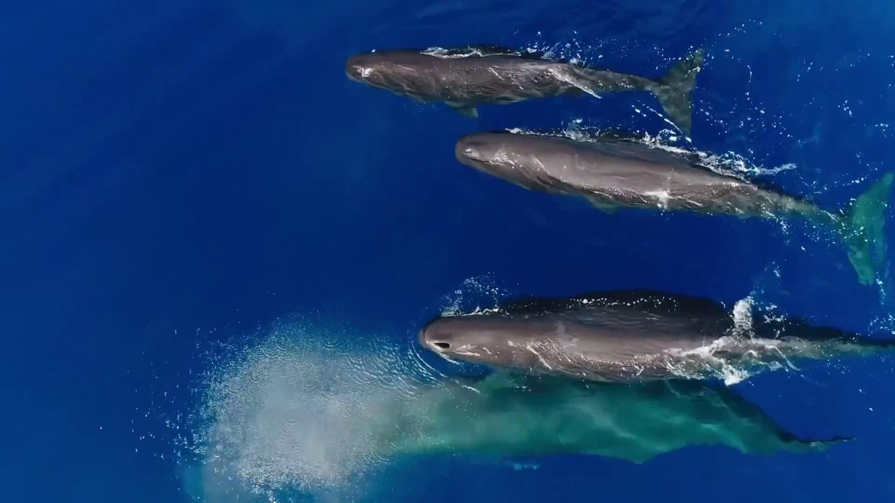 Unser blauer Planet II - Teaster Trailer (Deutsch) HD