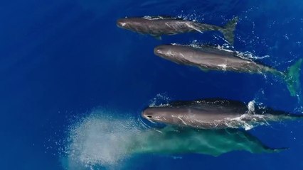 Unser blauer Planet II - Teaster Trailer (Deutsch) HD