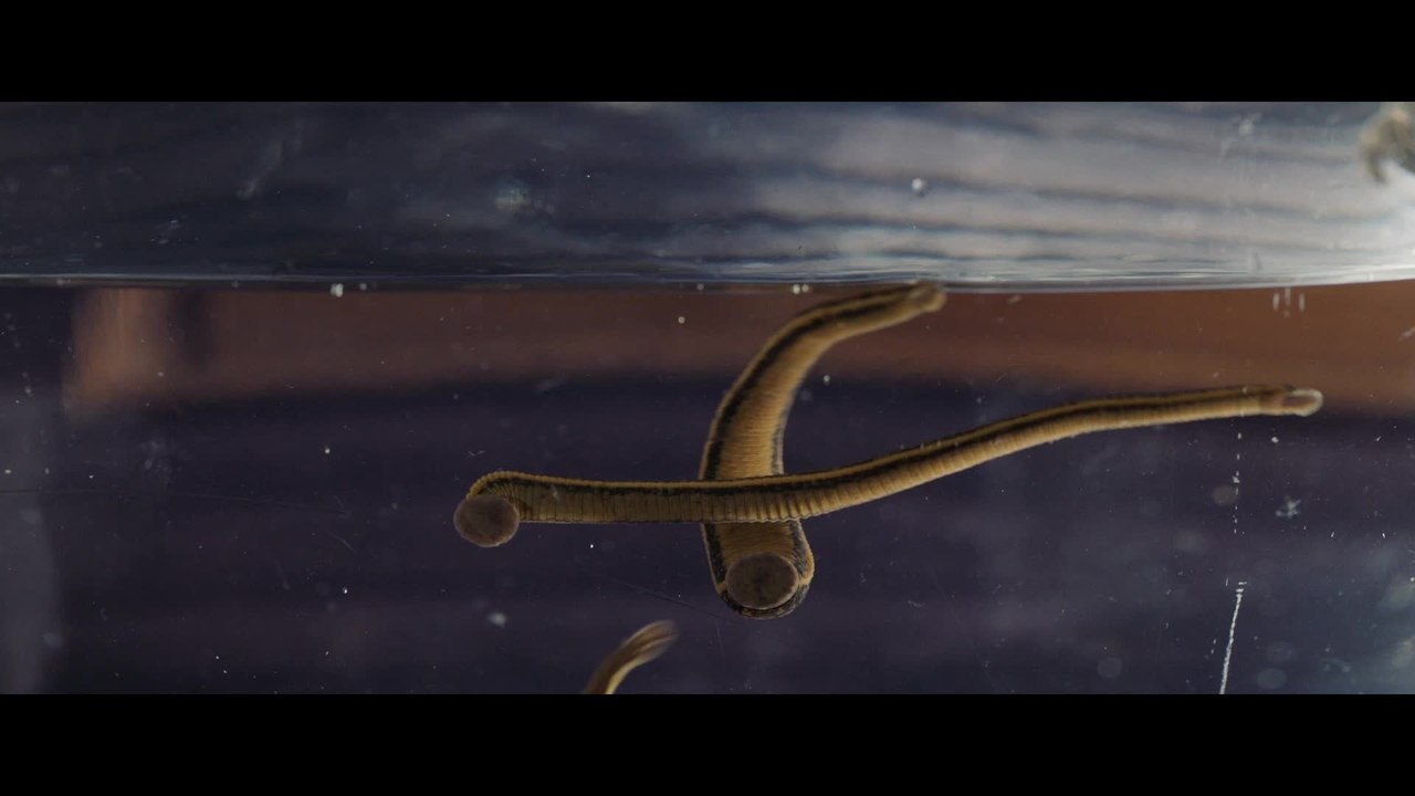 Licht - Clip 02 (Deutsch) HD