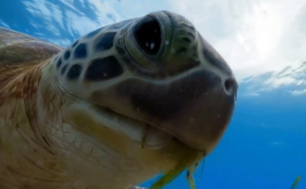 Planet Earth Blue Planet II - Trailer (English) HD