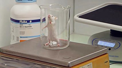 Cholesterin, der groÃŸe Bluff - Trailer (Deutsch) HD