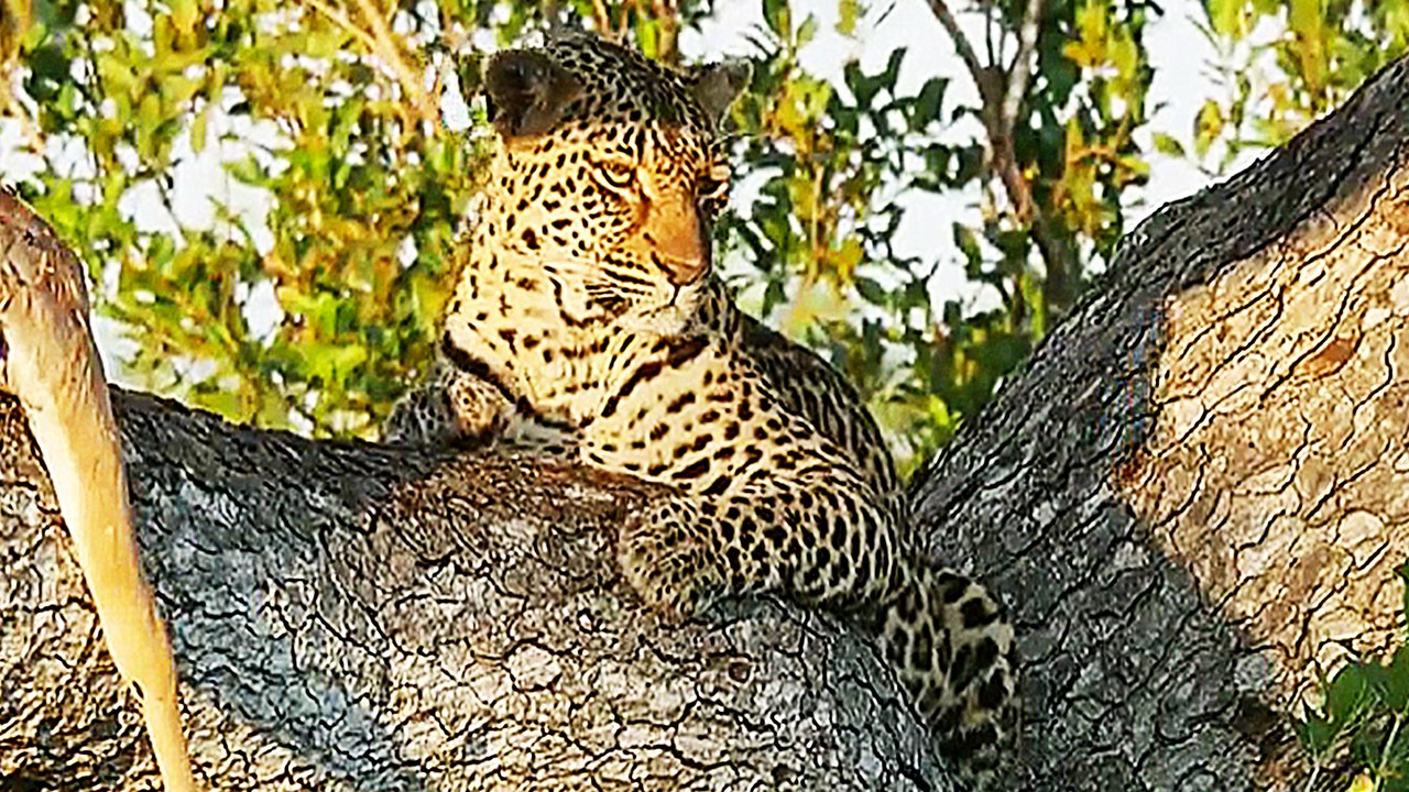 Faszination Afrika - Trailer (Deutsch) HD