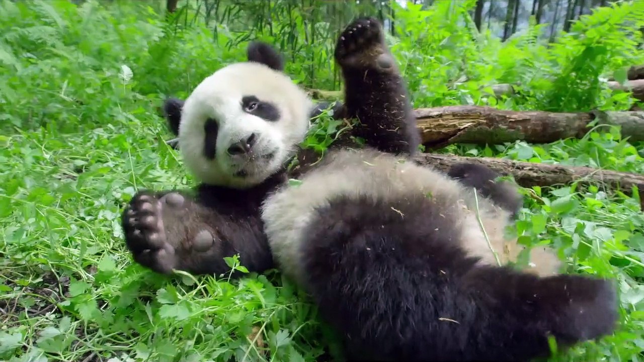 Unsere Erde 2 - Trailer (Deutsch) HD