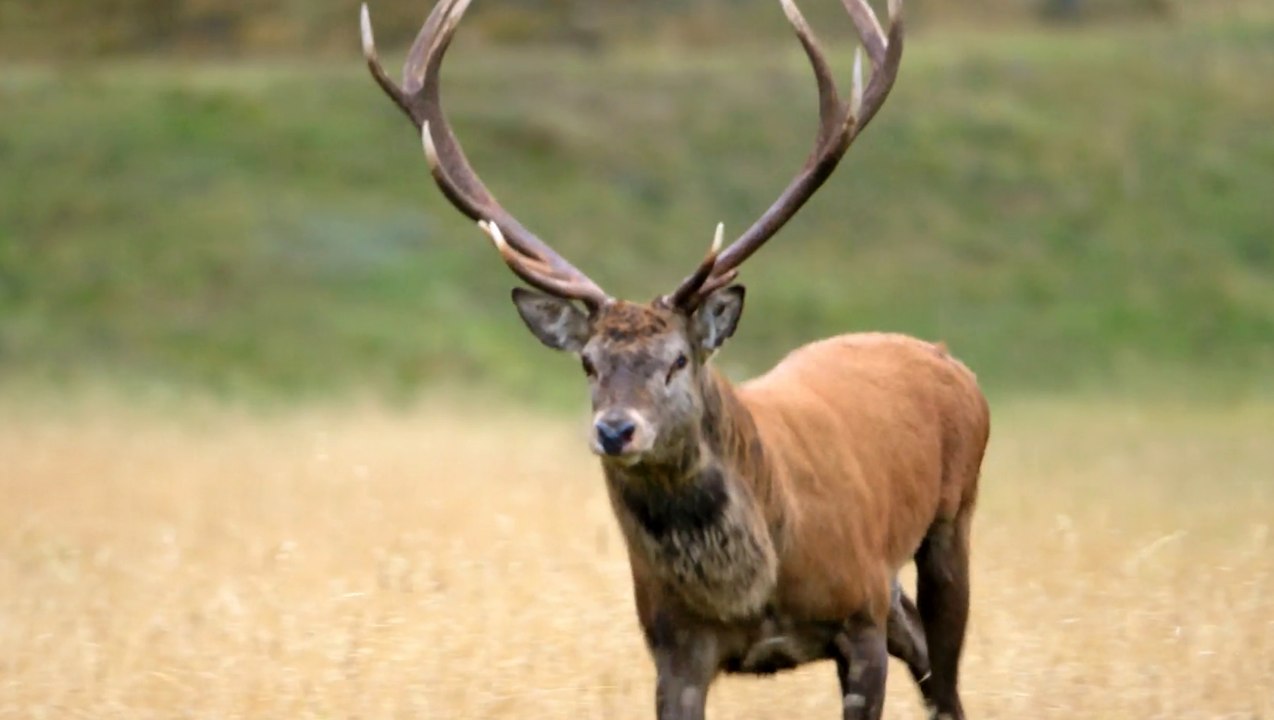 Auf der Jagd Wem gehÃ¶rt die Natur - Trailer (Deutsch) HD