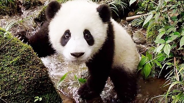 Pandas