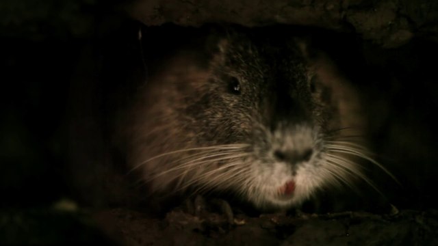 Rodents of Unusual Size