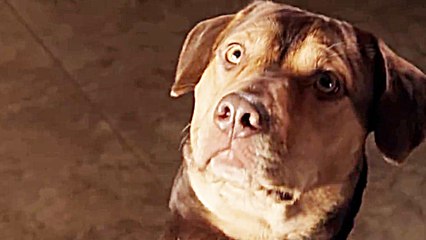 A Dog's Way Home - Trailer (English) HD