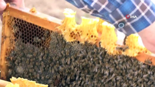Hobi Amaçlı Başladığı Arıcılık Korona Virüse Savaş Açtı