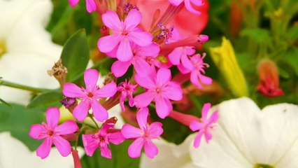 Amazing Colors of Spring Flowers