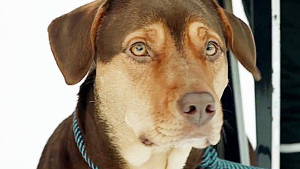 A Dog's Way Home - Trailer 2 (English) HD
