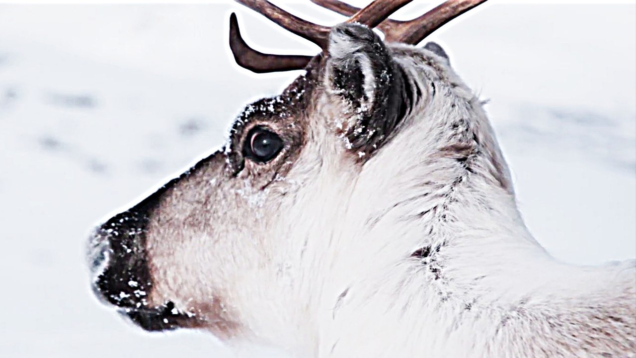 Ailos Reise - Trailer (Deutsch) HD