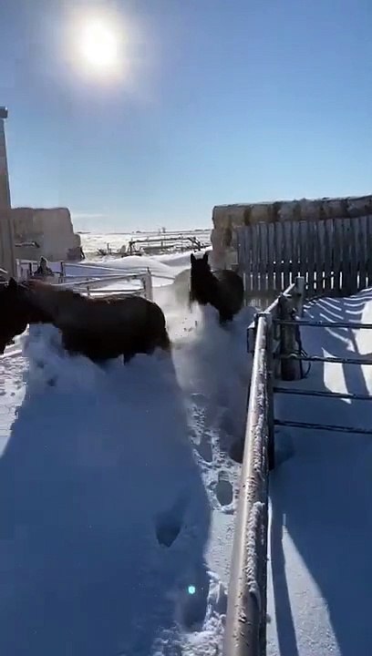 Ces chevaux découvrent la neige et sont tellement heureux