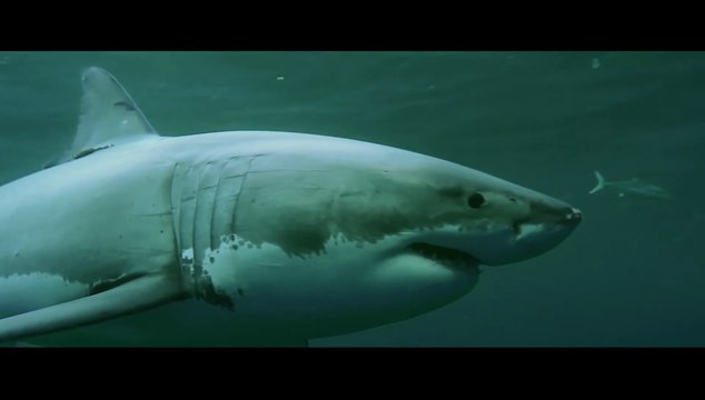 Shark Season im TV | Moviepilot.de