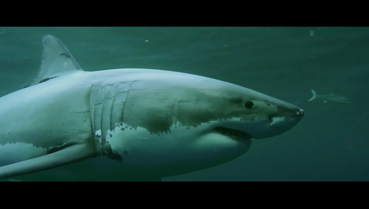 Shark Season - Trailer (Deutsch) HD