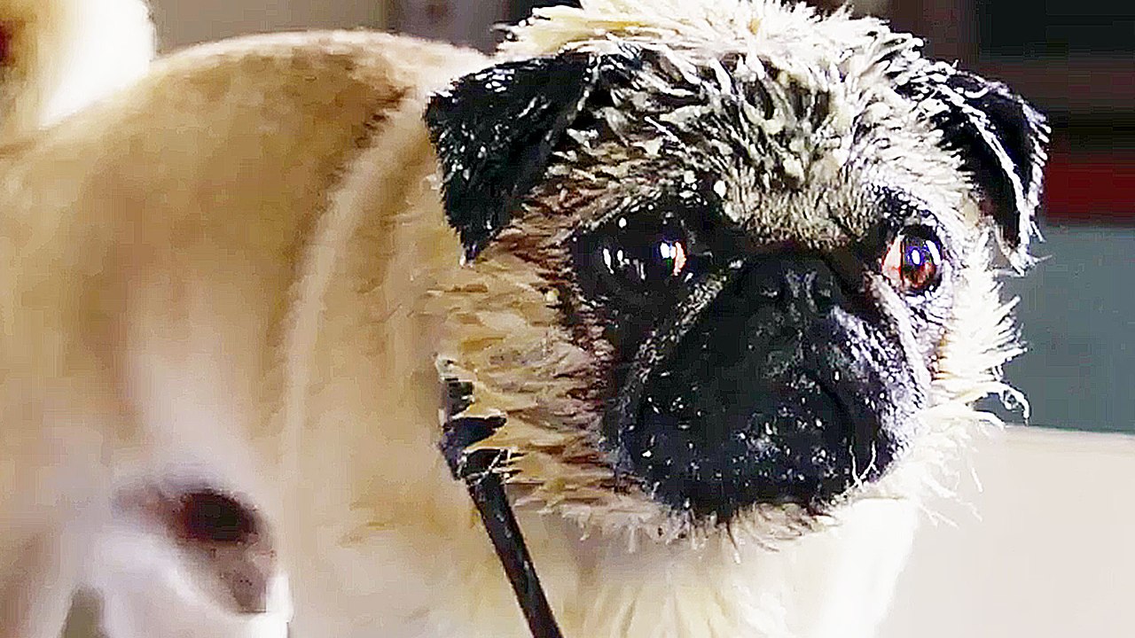 Ein Mops zum Verlieben - Trailer (Deutsch) HD