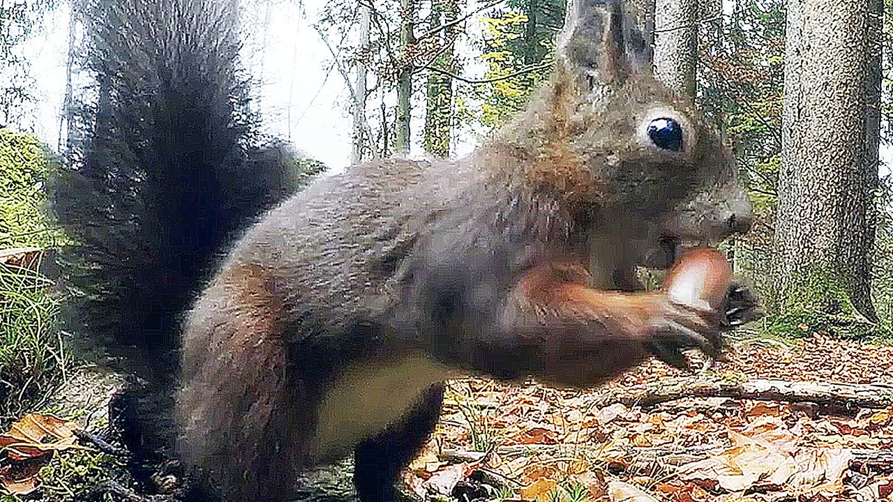 Das geheime Leben der BÃ¤ume - Trailer (Deutsch) HD