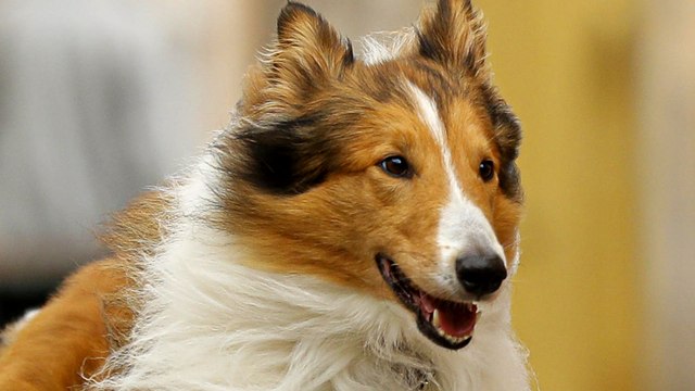 Lassie Come Home (Lassie - Eine abenteuerliche Reise) - Cineuropa
