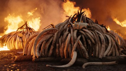 Anthropocene The Human Epoch - Trailer (English) HD