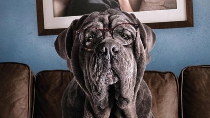 Mon chien Stupide - Trailer (FranzÃ¶sisch) HD