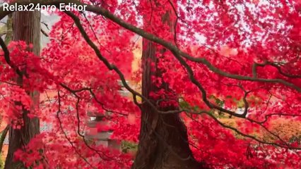 1 Hours of Amazing Nature Scenery & Relaxing Music for   Stress Relief