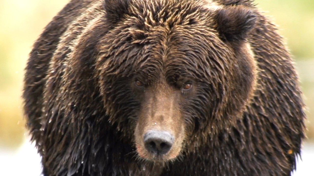 Der BÃ¤r in mir - Trailer (Deutsch) HD