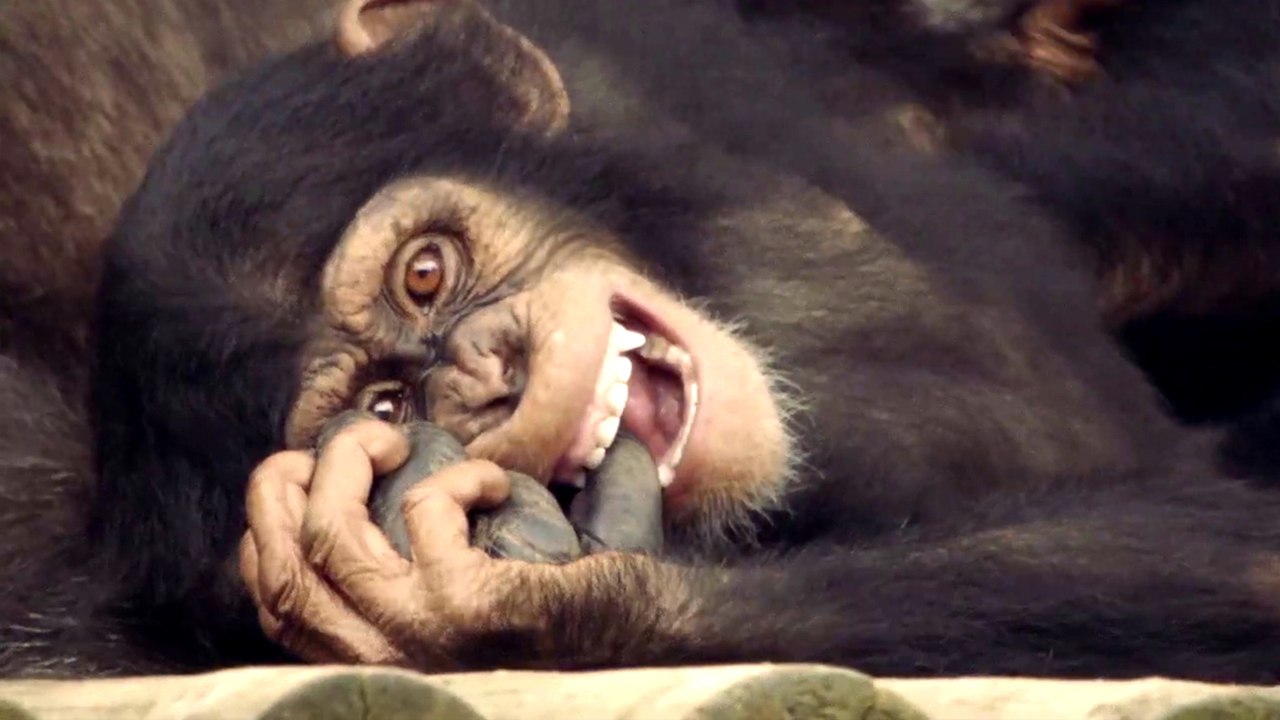 Triff die Schimpansen - S01 Trailer (Deutsch) HD