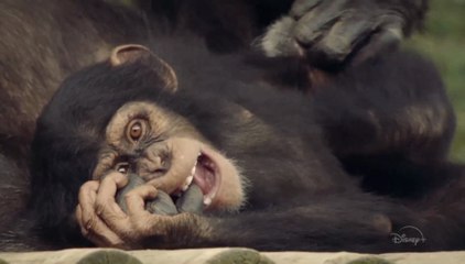 Meet the Chimps - S01 Trailer (English) HD