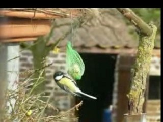 MéSANGES BOULE 22.1.08-2
