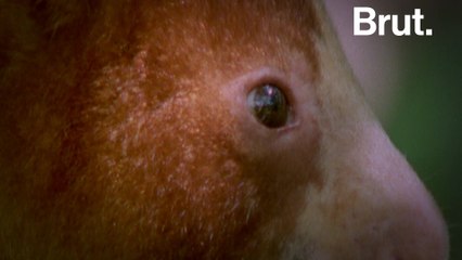 Meet the endangered tree-kangaroo