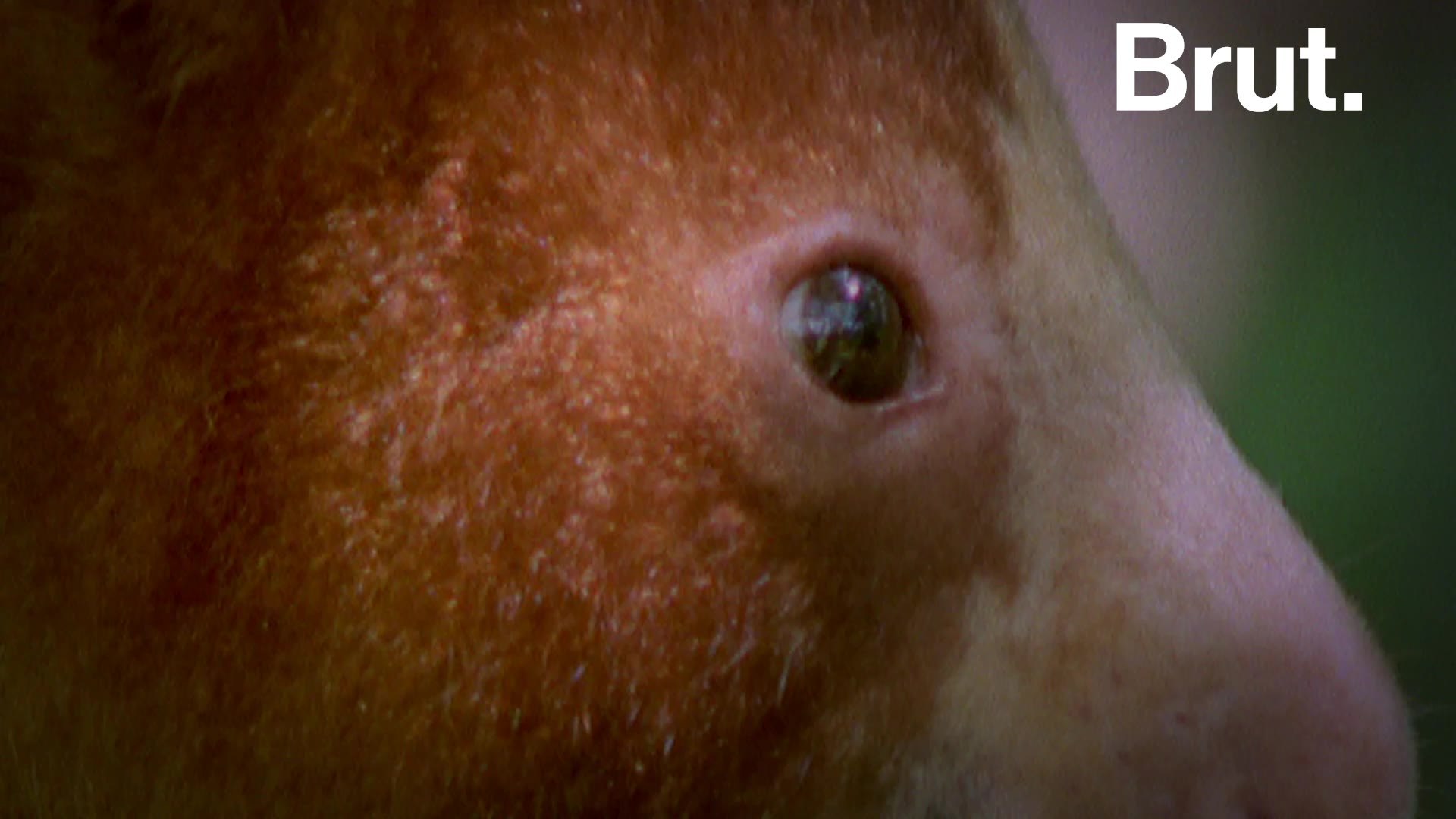 ⁣Meet the endangered tree-kangaroo