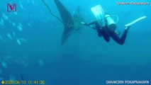 Check Out This Dramatic Video of Divers Attempting to Free Shark Caught in a Rope