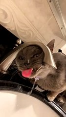 Cat Struggles to Drink from Sink
