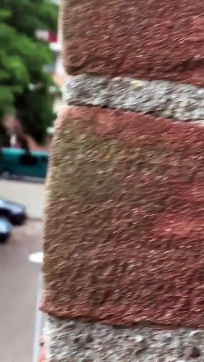Cat Peeks in on Person