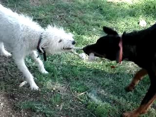 Daisy et Birmane tire pousse