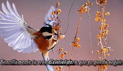 Poemas de amor y versos romanticos.Por ti soy Feliz
