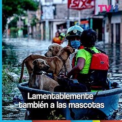Así rescató la Marina a un perrito de las inundaciones en Tabasco