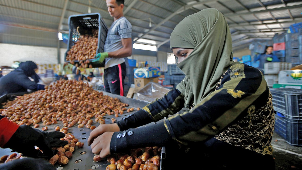 Date harvest a lifeline for vulnerable women in Iraq as pandemic deepens economic woes