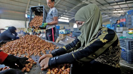 Date harvest a lifeline for vulnerable women in Iraq as pandemic deepens economic woes