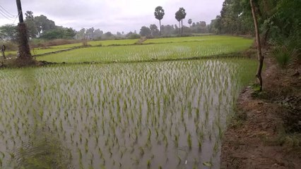 Rain in my field(వరి నాటు)                             ##https://youtu.be/Dt_GKYeUP8w