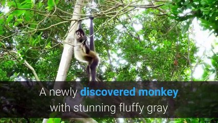 Popa langur newly discovered monkey species faces extinction
