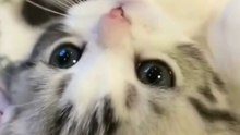 Sleepy Kitty