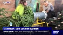 Les producteurs de sapins soulagés de pouvoir vendre